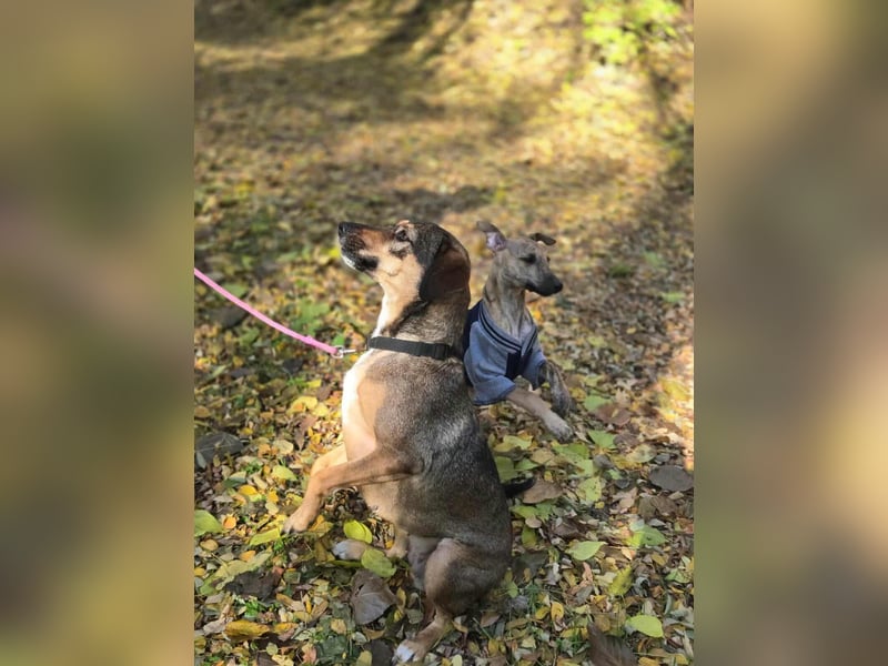 Pircsi, 2 Jahre, 42cm sucht erfahrene Hände