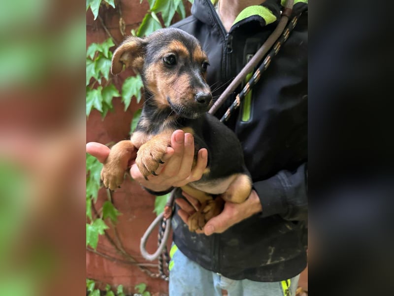 Saki, geboren 26.06.2025, 38cm sucht ihren Platz