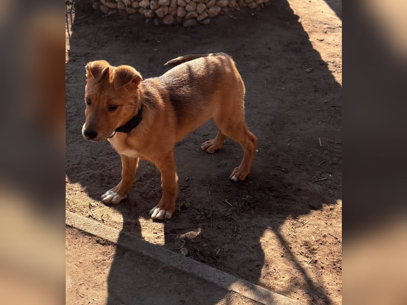 Koda, geboren 01.11.2025, 35cm sucht sein Körbchen