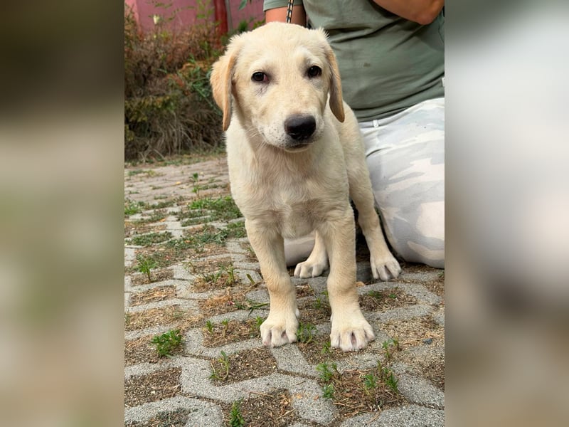 Maximus, geboren 13.03.2026, 39cm sucht sein Körbchen