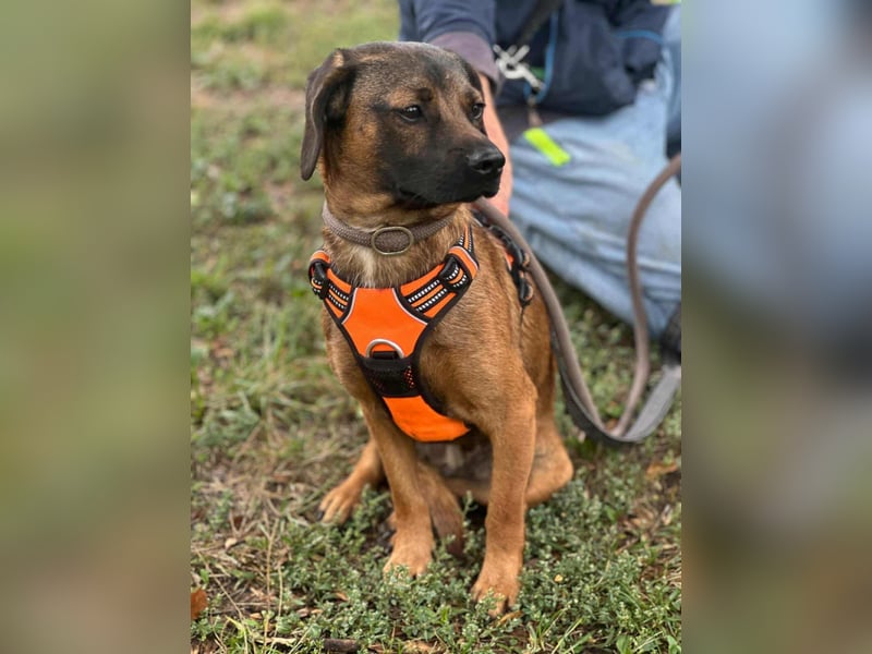 Belfegor, geboren 05.01.2025, 41cm sucht sein Körbchen