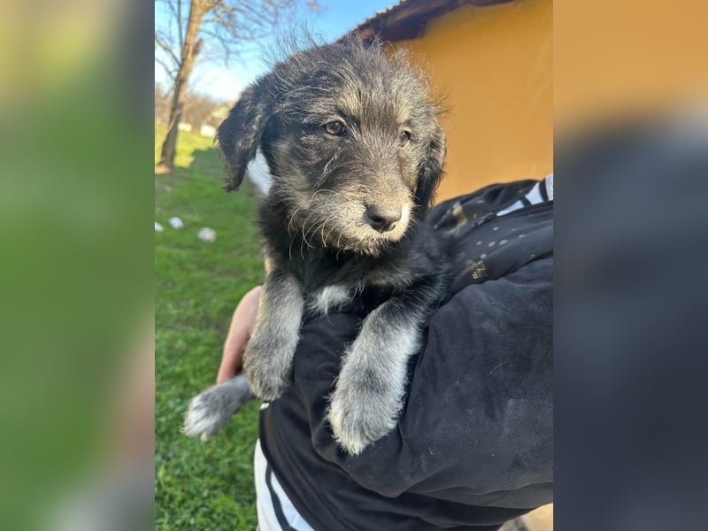 Ava, geboren 11.12.2025, 33cm sucht ihre Menschen