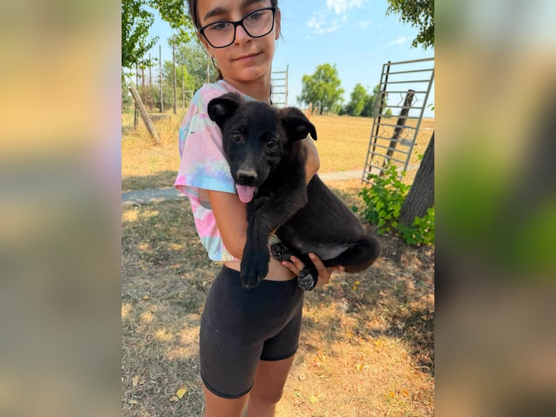 Diablo, geboren 25.05.2026, 32cm sucht seine Chance