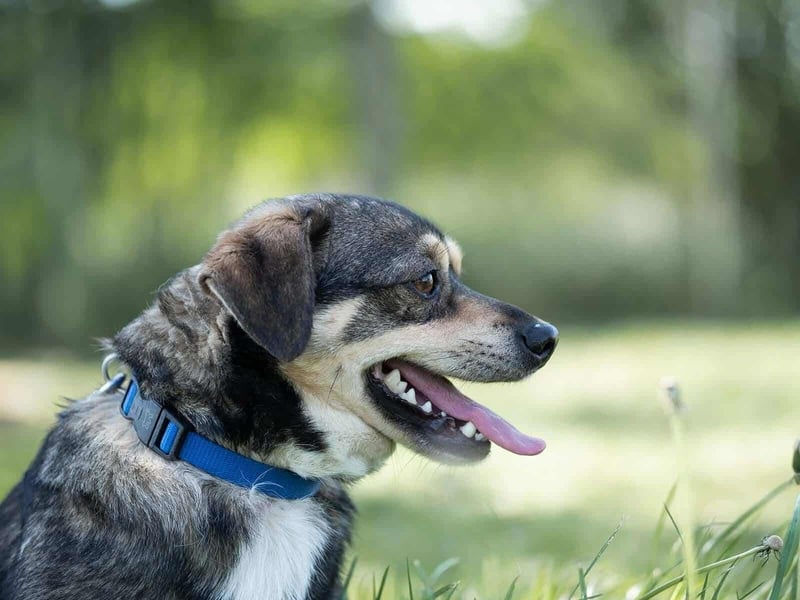 Mogyi, geboren 01.03.2023 sucht sein Glück