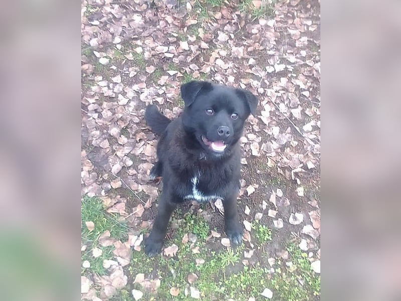 Roy, geboren 08.07.2025, 43cm sucht seine Menschen