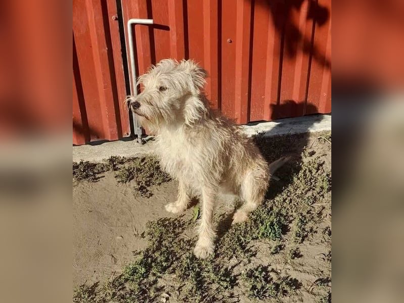 Berci, 2 Jahre, 35 cm, sucht nach seinem Körbchen
