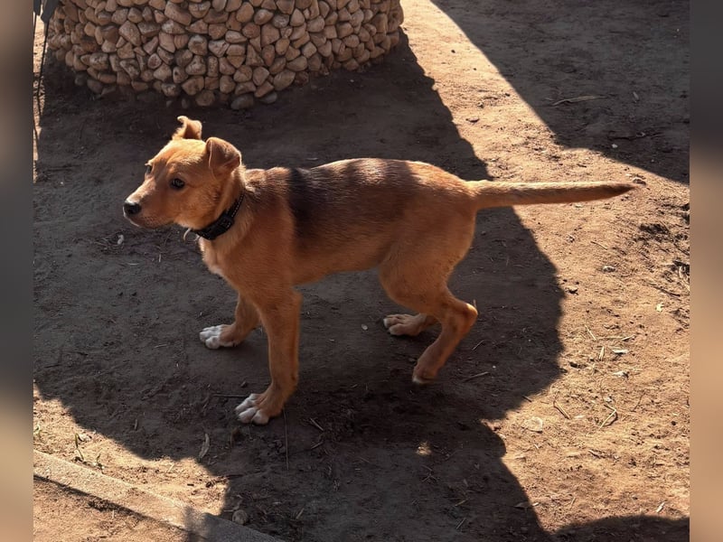 Koda, geboren 01.11.2025, 35cm sucht sein Körbchen
