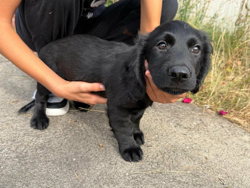 Emil, geboren 05.07.2026, 26cm sucht sein Zuhause