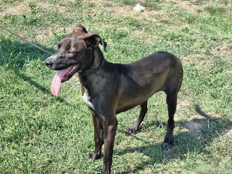 Hailey, geboren 25.01.2025, 39cm sucht aktives Zuhause