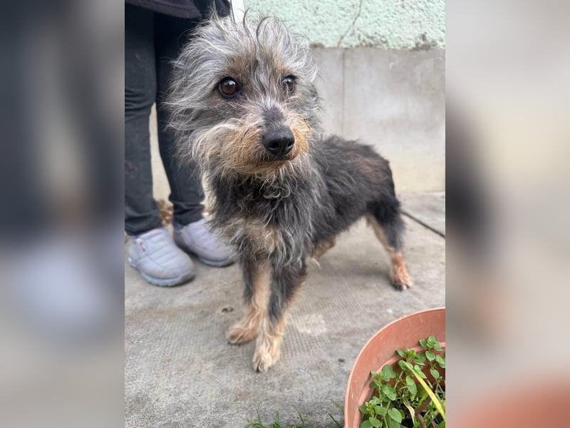 Lola, 5 Jahre, 32cm sucht ihr Plätzchen