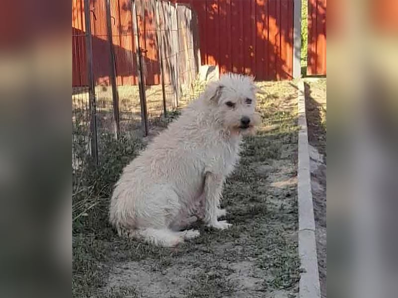 Fredi, 1,5 Jahre, 35cm sucht sein Körbchen