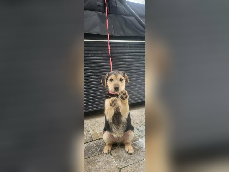 Cooper, geboren 19.10.2025, 33cm sucht seine Menschen