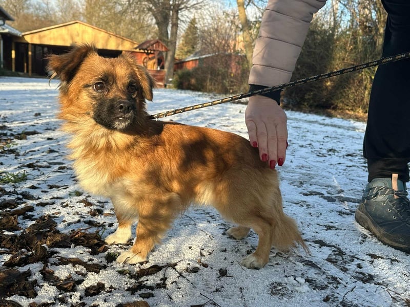 Leo, geboren 12.05.2023, 31cm sucht sein Glück