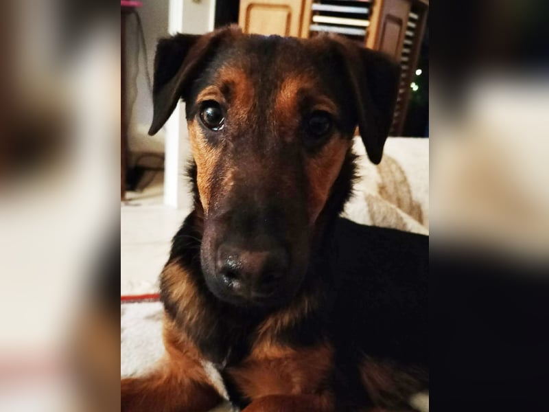 Marko, geboren 26.06.2025, 40cm sucht tierliebe Menschen (Pflegestelle Deutschland)