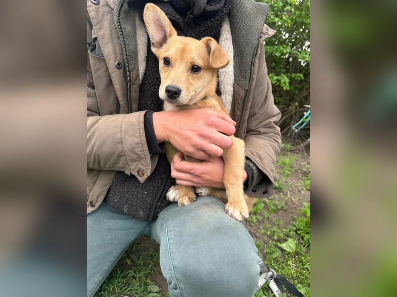 Yoda, geboren 13.01.2026, 26cm sucht sein Zuhause