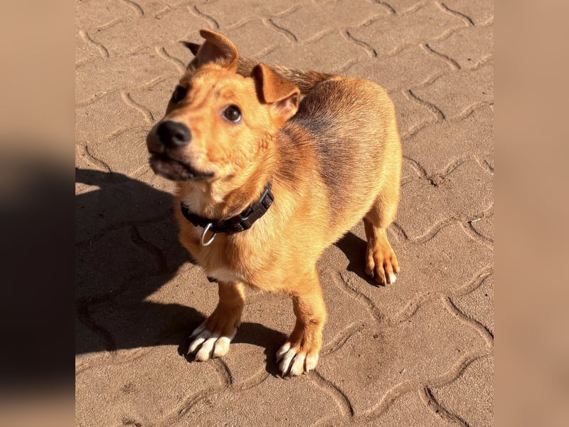 Koda, geboren 01.11.2025, 35cm sucht sein Körbchen