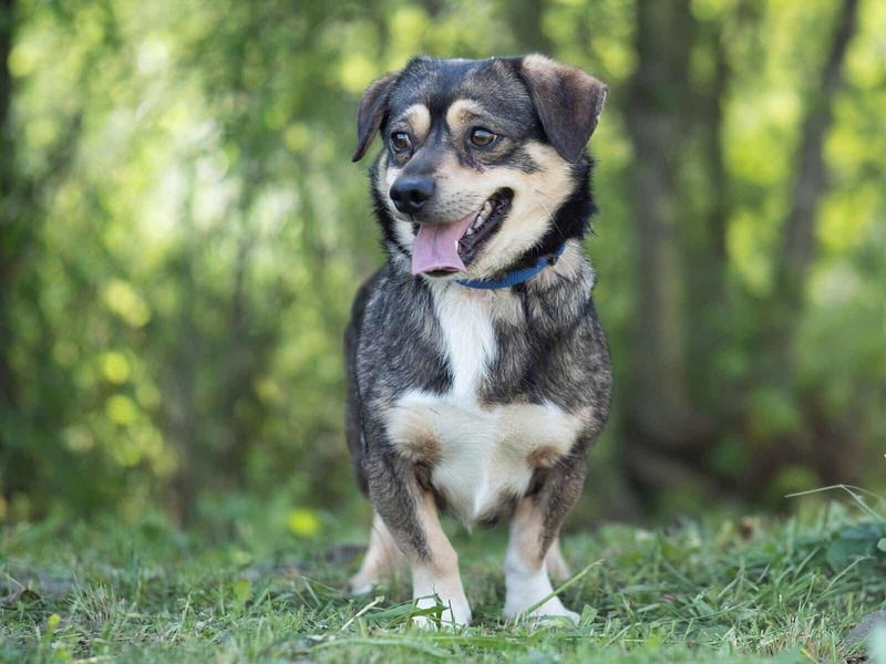 Mogyi, geboren 01.03.2023 sucht sein Glück