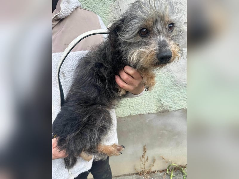 Lola, 5 Jahre, 32cm sucht ihr Plätzchen