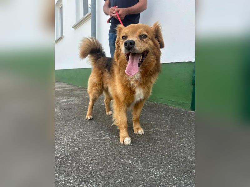 Forrest, geboren 01.01.2020, 42cm sucht seine Chance