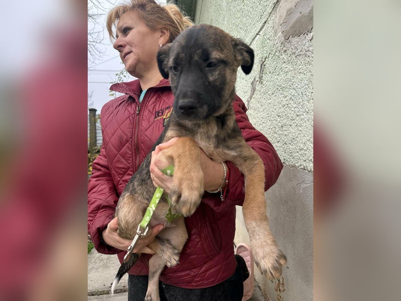 Mano, geboren 11.09.2025, 33cm sucht sein Glück