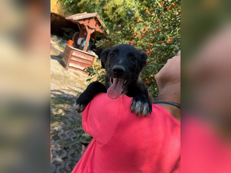 Danny, geboren 25.05.2026, 39cm sucht seine Menschen
