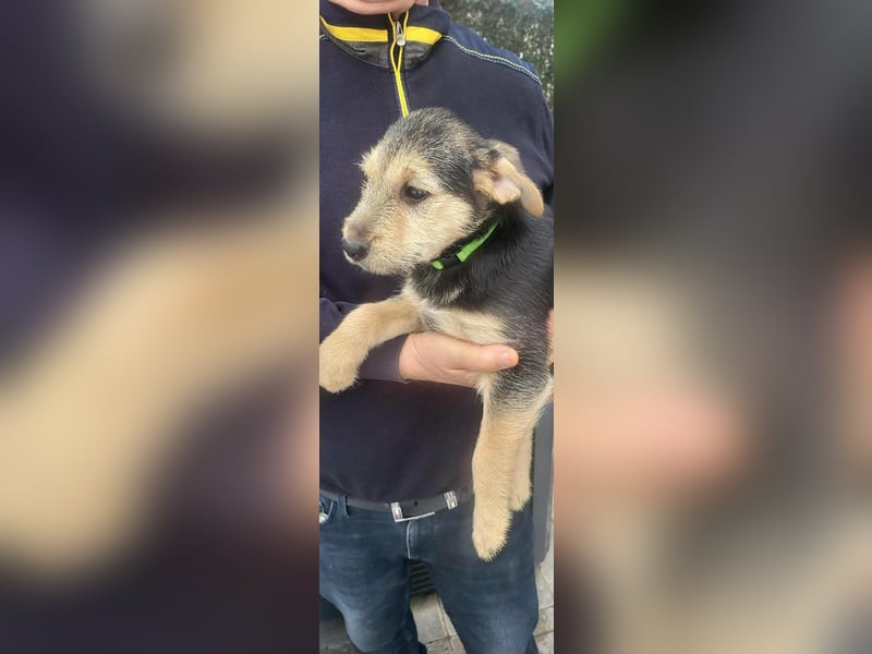 Cooper, geboren 19.10.2025, 33cm sucht seine Menschen