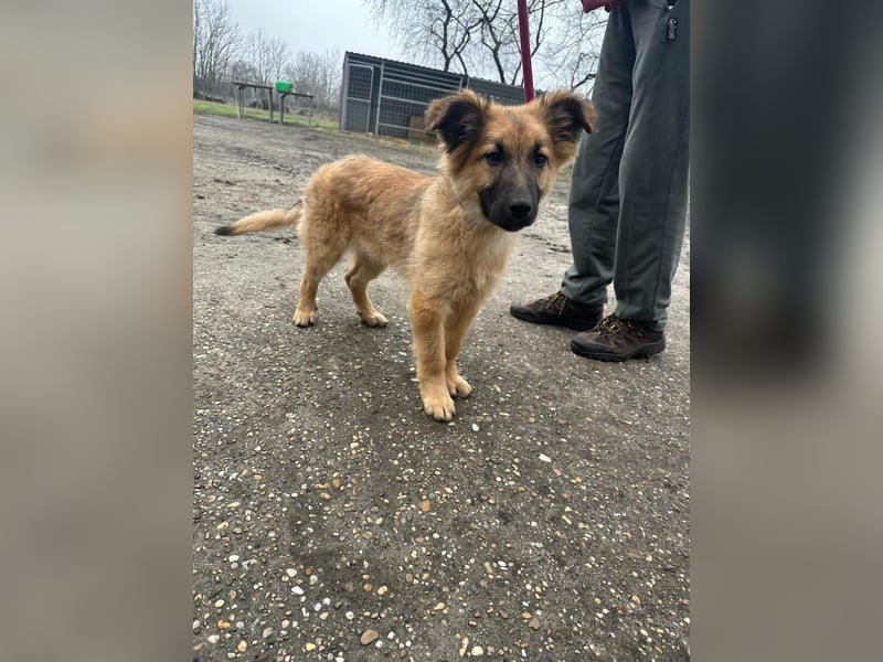 Fedra, geboren 01.11.2025, 40cm sucht ihr Menschen