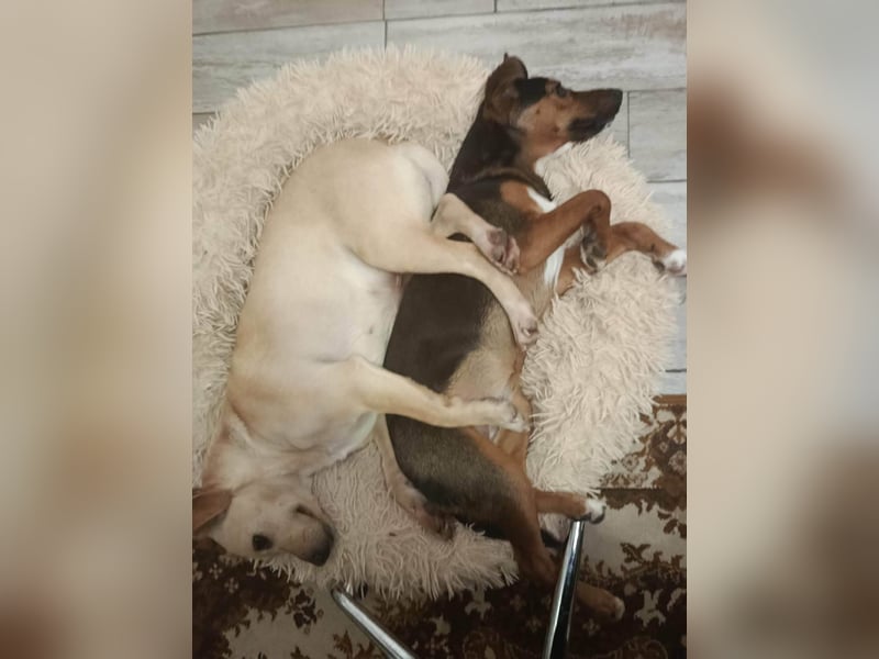 Baba, geboren 05.2023, 38cm sucht Menschen mit Herz