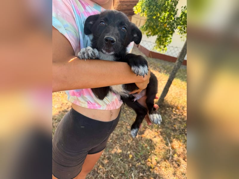 Danny, geboren 25.05.2026, 29cm sucht seine Menschen