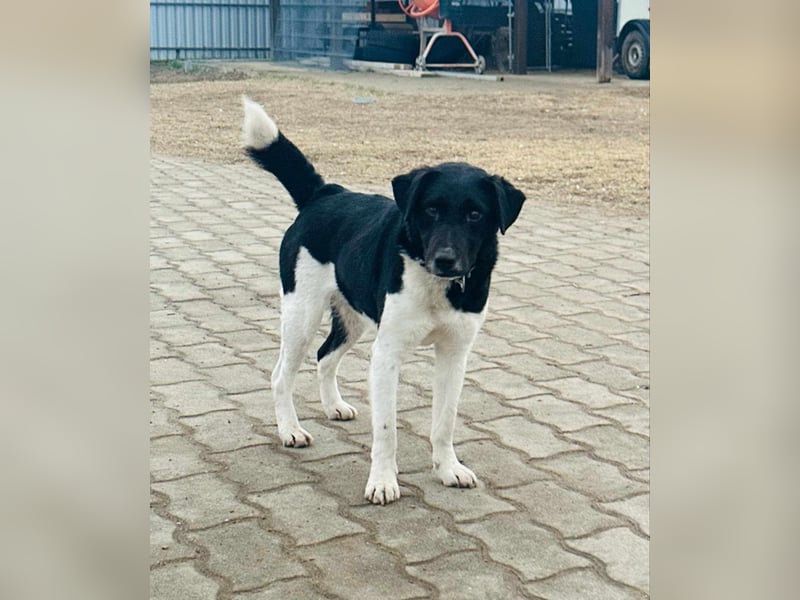 Domino, 2 Jahre, 38cm, wünscht sich ein eigenes Körbchen