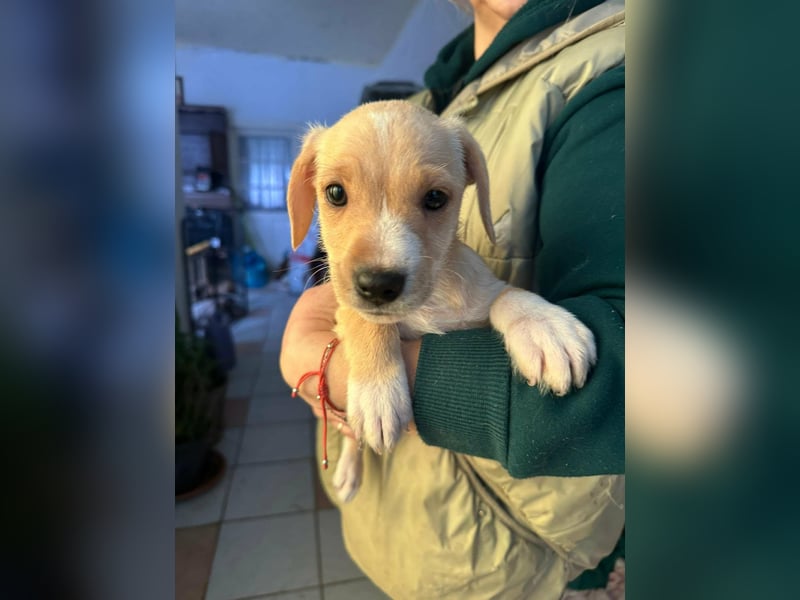 Darla, geboren 10.11.2025, 24cm sucht ihr Zuhause