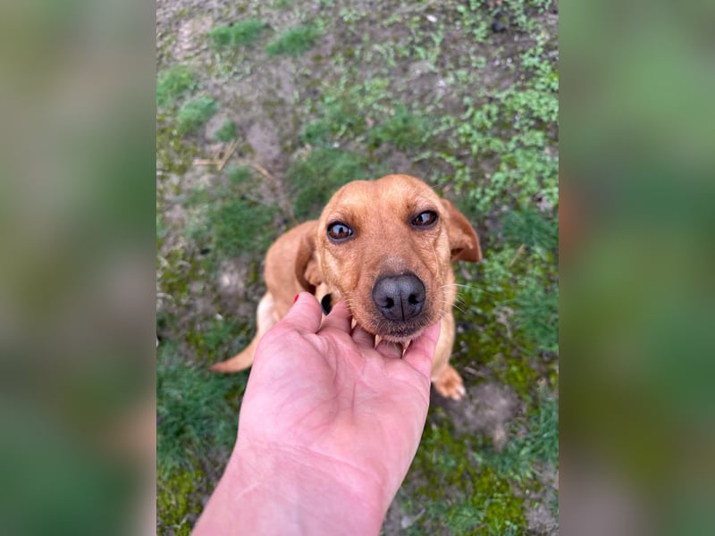 Bubu, geboren 10.05.2025, 35cm sucht Familienanschluss