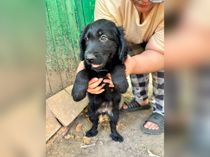 Madox, geboren 04.05.2026, 28cm sucht seine Chance
