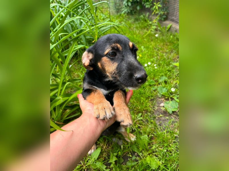 Tilli, geboren 08.02.2026, 26cm sucht ihre Chance