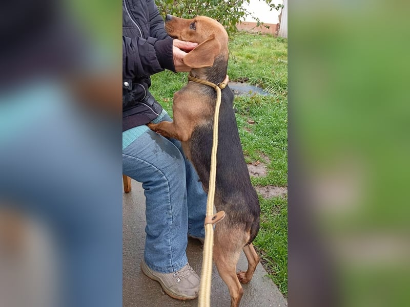 Poppy, geboren 01.07.2024, 40cm sucht Geborgenheit