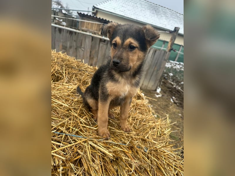 Mancs, geboren 04.10.2025, 30cm sucht leibevolles Zuhause