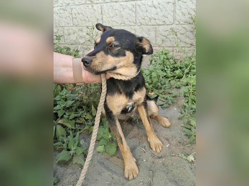 Jade, 8 Monate, 40cm sucht liebevolles Zuhause