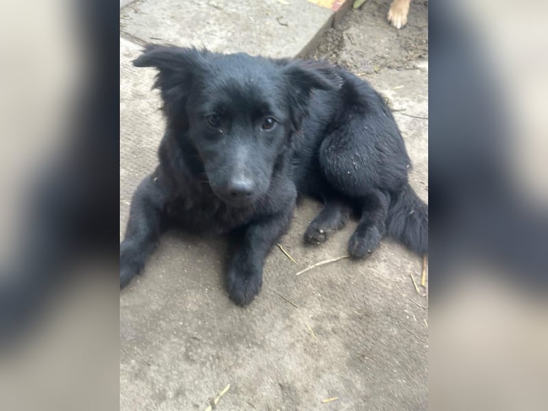 Blacky, geboren 01.04.2025, 40cm sucht geduldiges Zuhause