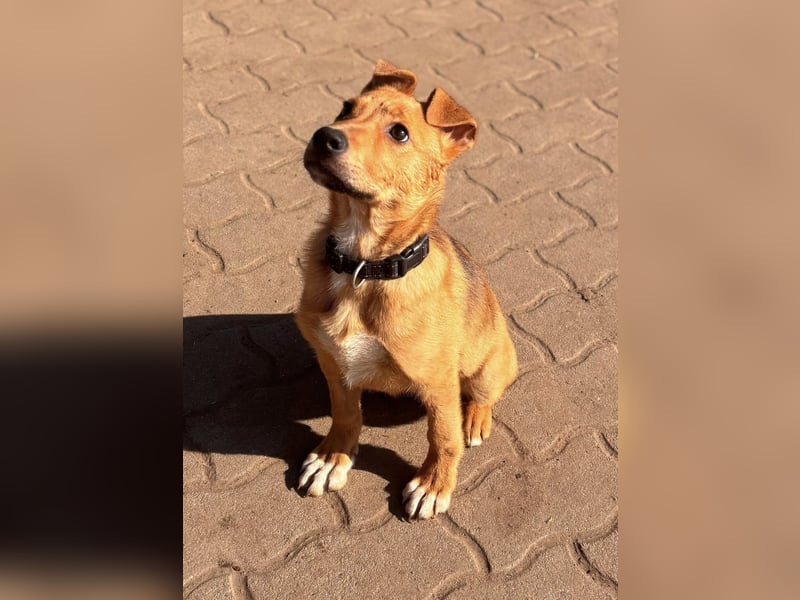 Koda, geboren 01.11.2025, 35cm sucht sein Körbchen