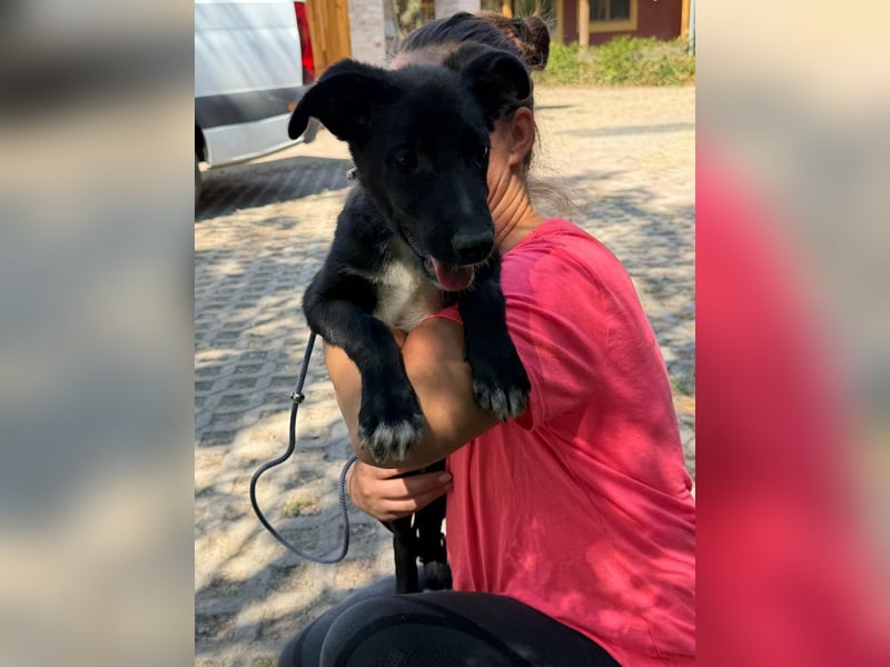 Danny, geboren 25.05.2026, 39cm sucht seine Menschen