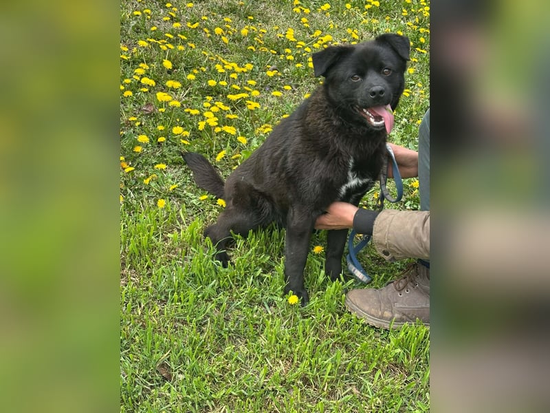 Roy, geb. Juli 2025, 43cm sucht sein Körbchen