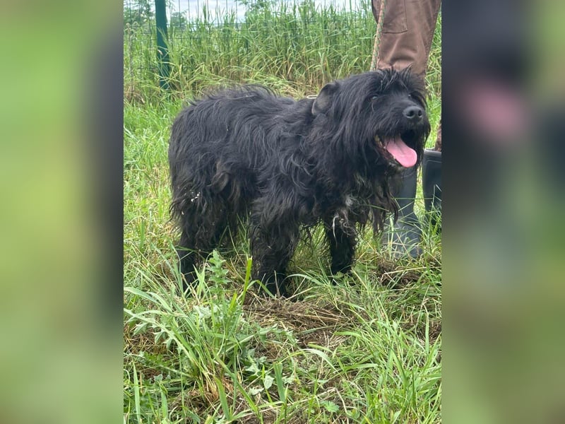 Rambo, geboren 01.03.2023, 42cm sucht sein für immer Zuhause