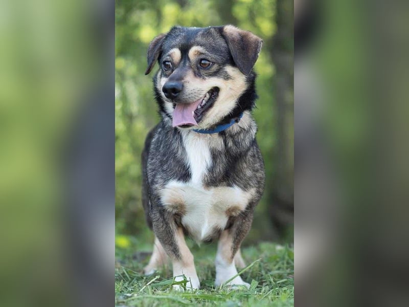 Mogyi, geboren 01.03.2023 sucht sein Glück