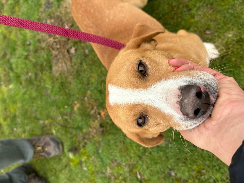 Barnabas, geboren 10.05.2025, 38cm sucht sein Zuhause