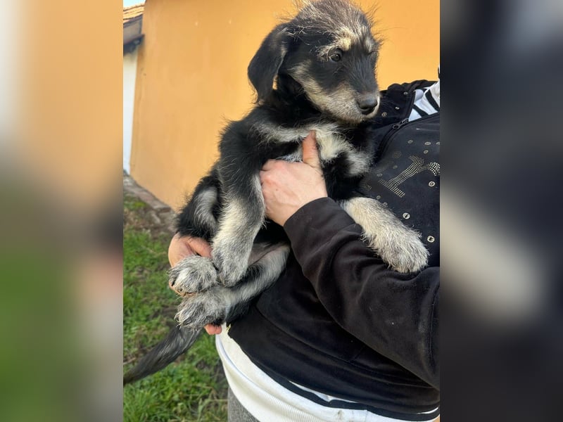 Timon, geboren 11.12.2025, 35cm sucht sein Körbchen