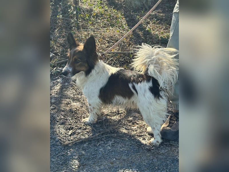 Aldo, geboren 20.02.2024, 34cm sucht seine Menschen
