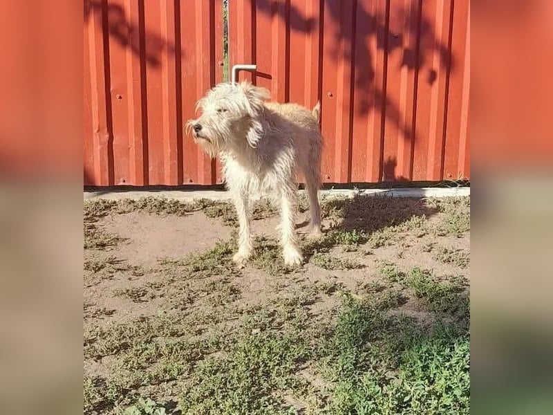 Berci, 2 Jahre, 35 cm, sucht nach seinem Körbchen