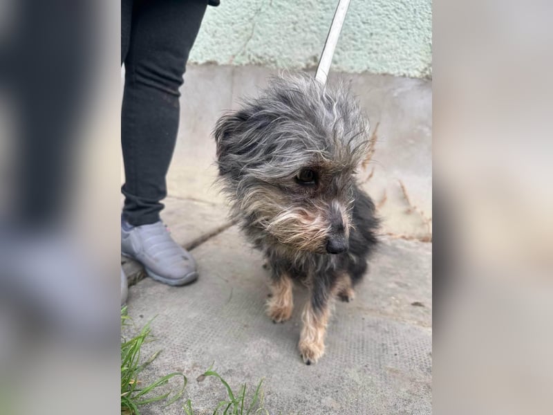 Lola, 5 Jahre, 32cm sucht ihr Plätzchen