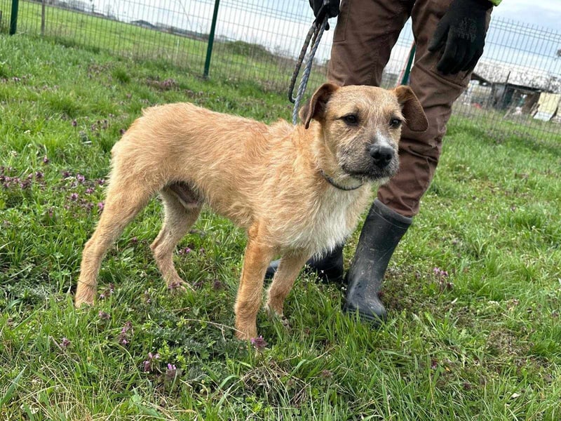 Jerry, geboren 15.07.2024, 42cm sucht sein Körbchen