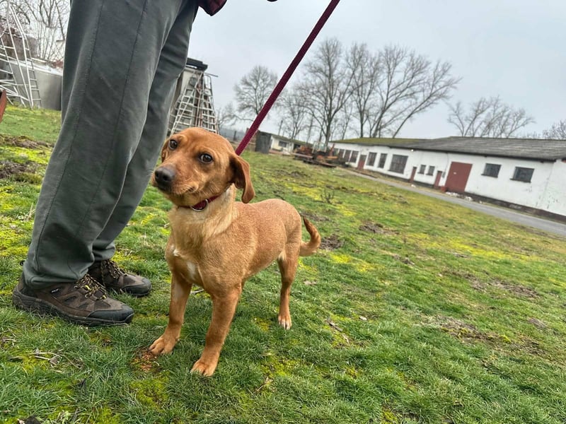 Bubu, geboren 10.05.2025, 35cm sucht Familienanschluss